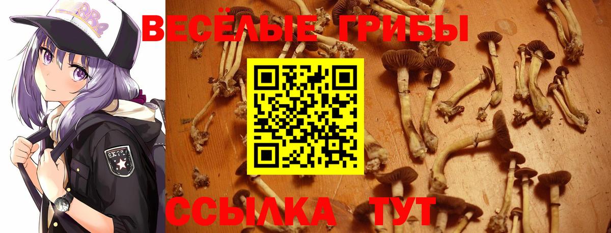 сколько стоит  Вход с VPN  Тула  Псилоцибиновые грибы прущие грибы  Галлюциногенные грибы Psilocybine cubensis 